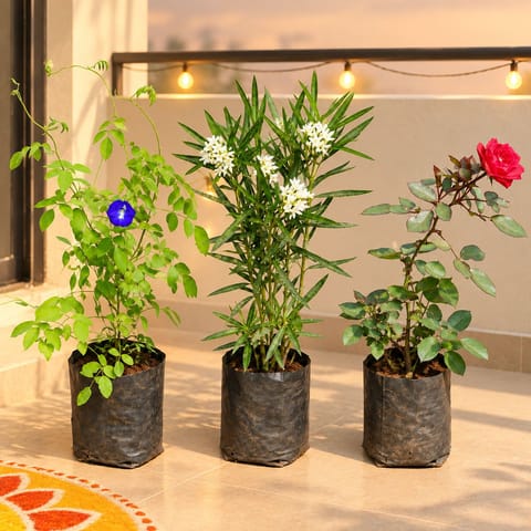 Blooming Decor Trio - Aparajita, Kaner / Oleander & Rose in 6 Inch Nursery Bags