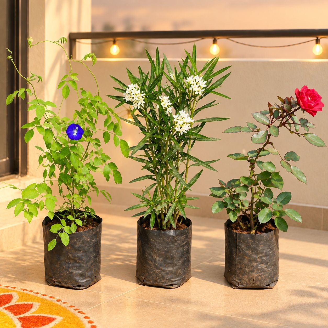 Blooming Decor Trio - Aparajita, Kaner / Oleander & Rose in 6 Inch Nursery Bags