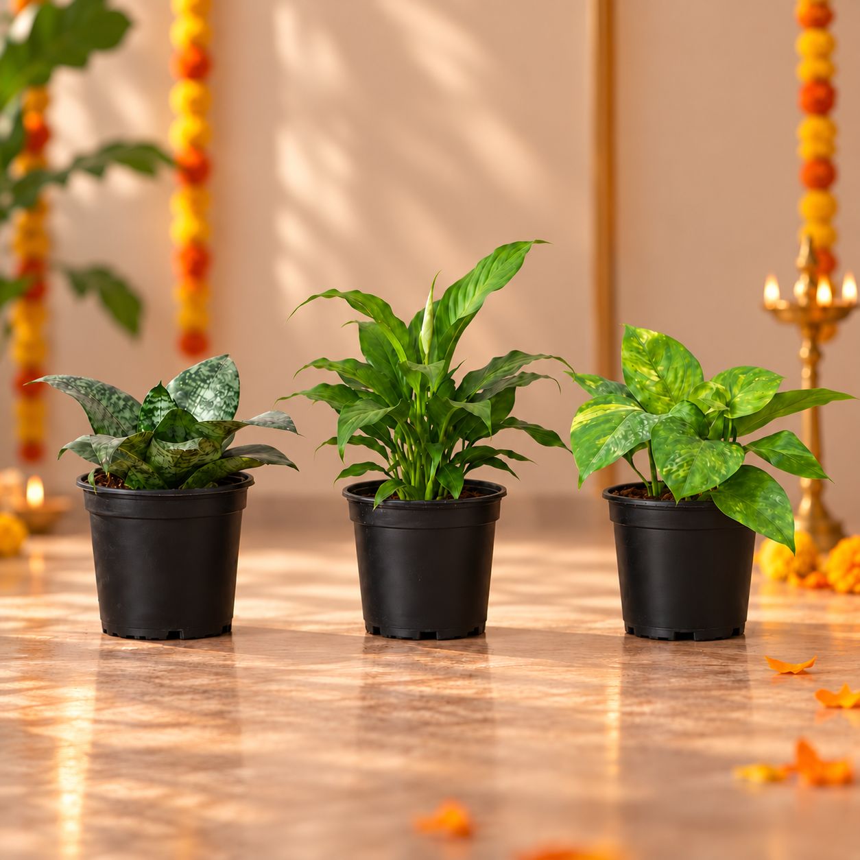 Air Purifying: Set of 3 - Snake Dwarf Green, Peace Lily & Money Plant Green in 4 Inch Nursery Pot | Positive Energy