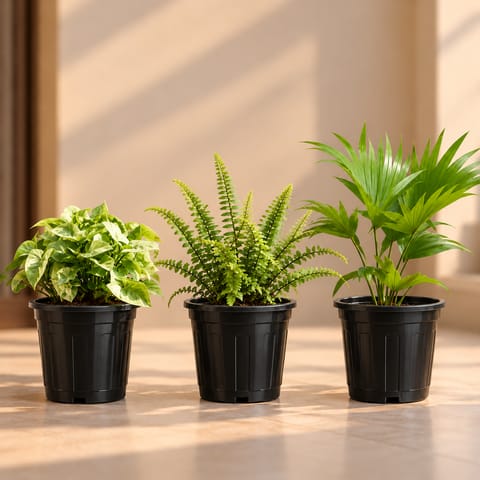 Air Purifying Indoor Plants Combo - Set of 3 - Syngonium Green, Fern & China Palm in 8 Inch Red Classy Plastic Pot