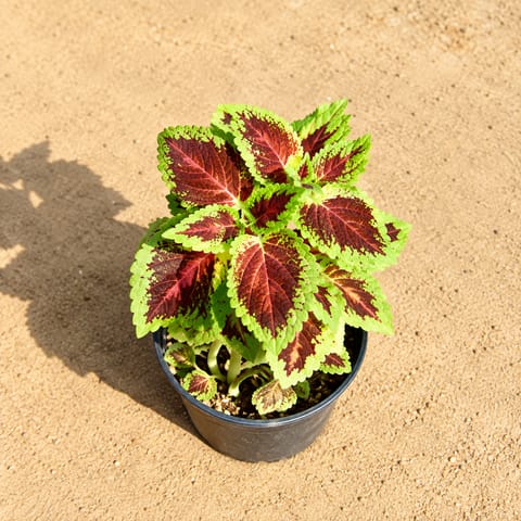 Coleus (Any Colour) in 6 Inch Nursery Pot