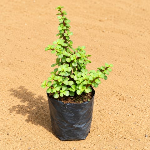 Jade Plant in 4 Inch Nursery Bag