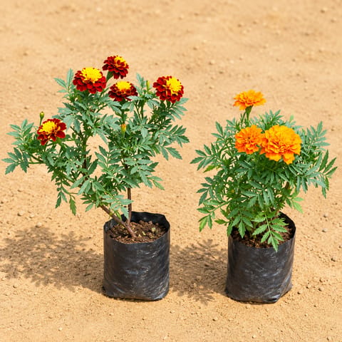 Set Of 2 - Marigold French/ Genda Jafri (Any Colour) in 4 Inch Nursery bag