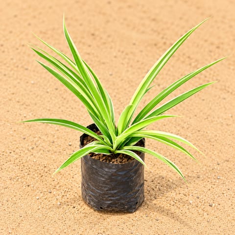 Spider Plant in 4 Inch Nursery Bag