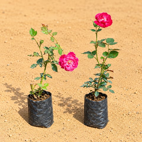 Set of 2 - Desi Gulab / Rose (Any Colour) in 4 Inch Nursery Bag