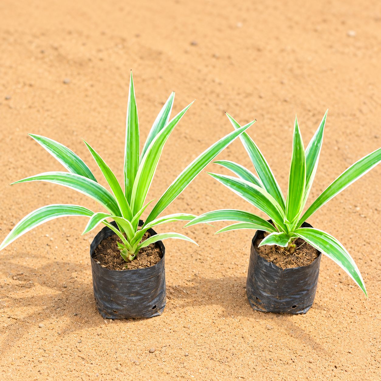 Set of 2 - Spider in 4 Inch Nursery Bag