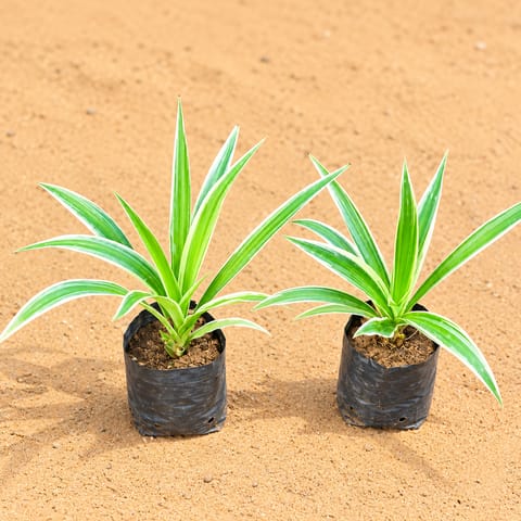 Set of 2 - Spider in 4 Inch Nursery Bag