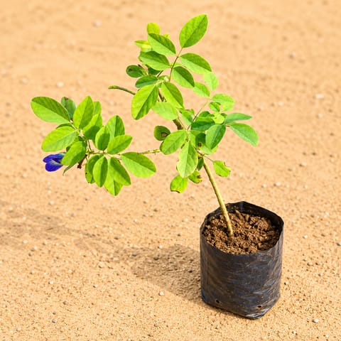 Aparajita / Asian Pigeonwings Blue in 3 Inch Nursery Bag