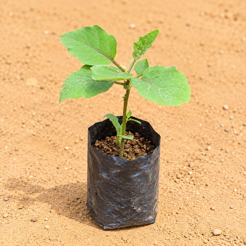 Brinjal In 4 Inch Nursery Bag