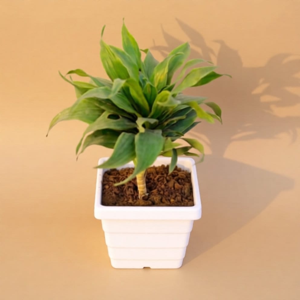 Dracaena Compacta in 4 Inch White Premium Orchid Square Plastic Pot