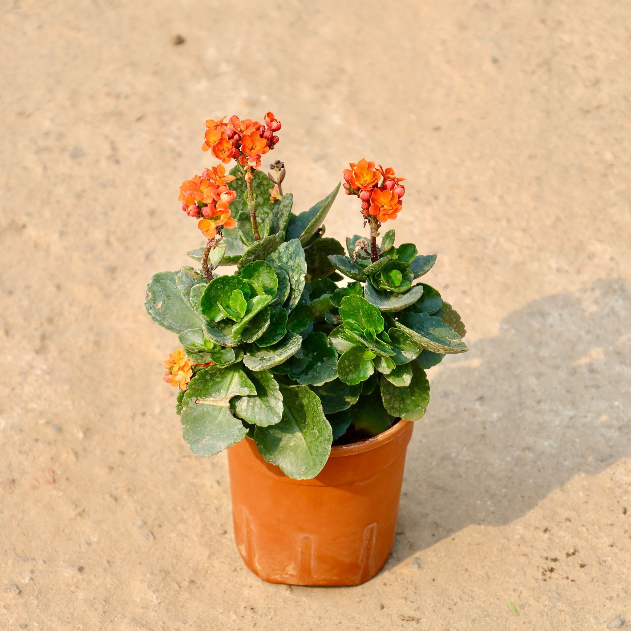 Kalanchoe (any colour) in 5 Inch Nursery Pot