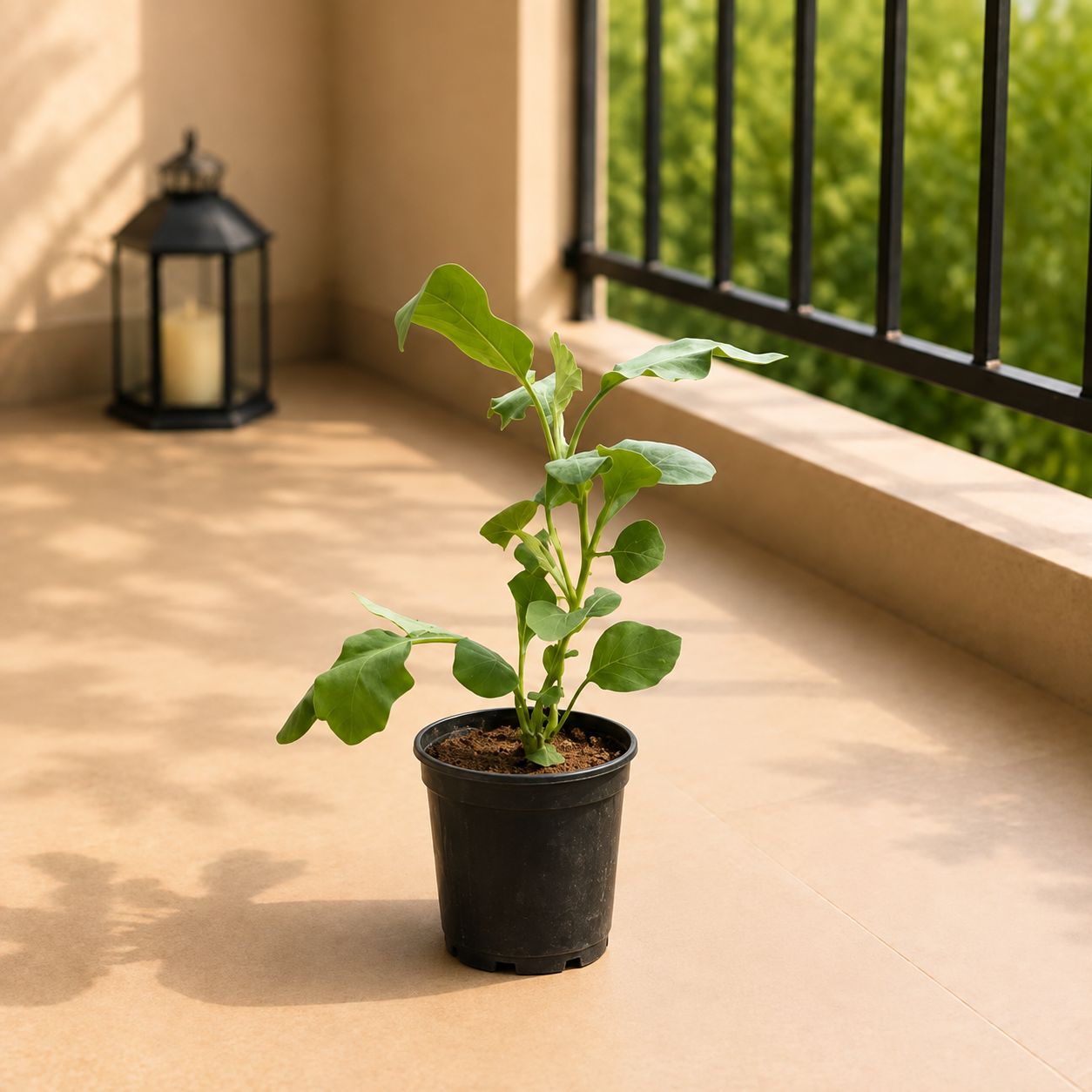 Baigan / Brinjal Plant in 4 Inch Nursery Pot