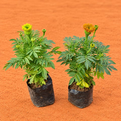 Set of 2 - Marigold / Genda (Any Colour) in 4 Inch Nursery bag