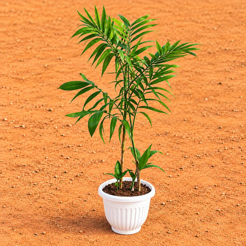 Cane Palm (~2-2.5 Ft) in 8 Inch White Olive Plastic Pot