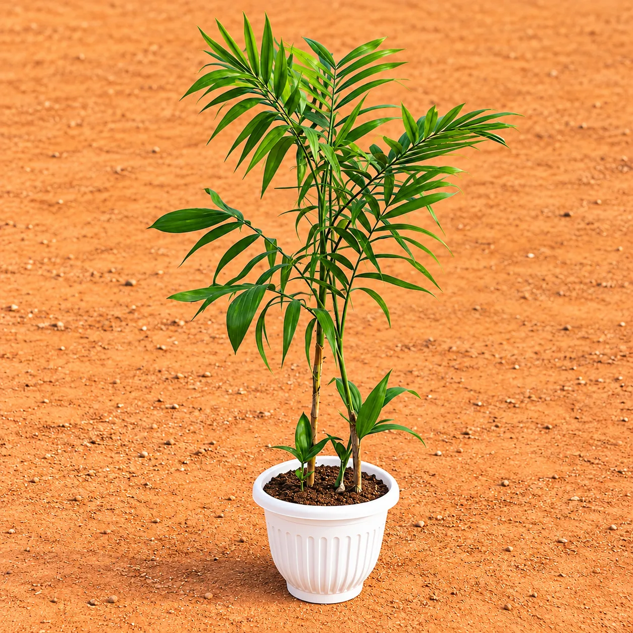 Cane Palm (~2-2.5 Ft) in 8 Inch White Olive Plastic Pot