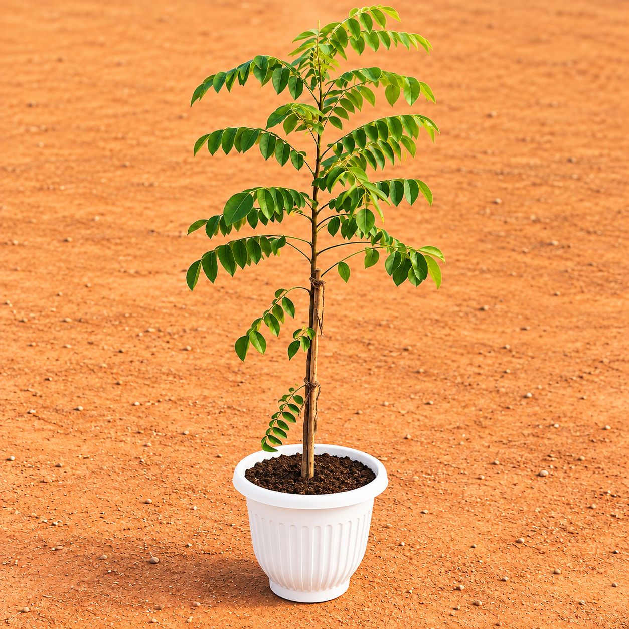 Curry Patta (~ 1.5 Ft) in 8 Inch White Olive Plastic Pot