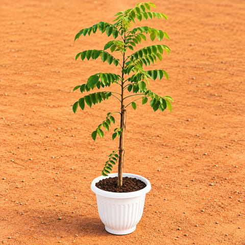 Curry Patta (~ 1.5 Ft) in 8 Inch White Olive Plastic Pot