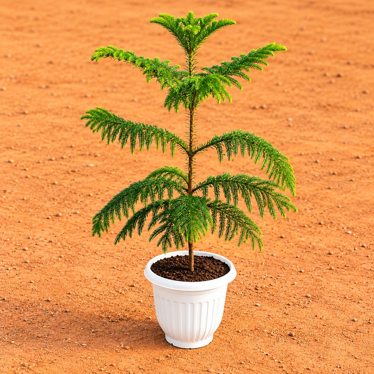 Araucaria / Christmas Tree (~ 3 fT) in 8 Inch White Olive Plastic Pot