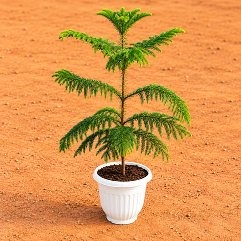 Araucaria / Christmas Tree (~ 3 fT) in 8 Inch White Olive Plastic Pot | Low Maintenance