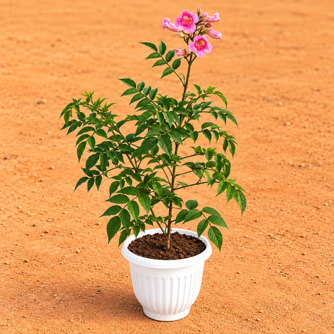 Tecoma Purple in 8 Inch White Olive Plastic Pot