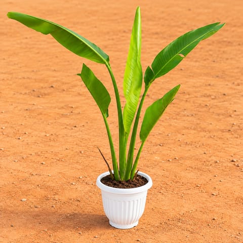Traveller Palm (~1.5-2 ft) in 8 Inch White Olive Plastic Pot
