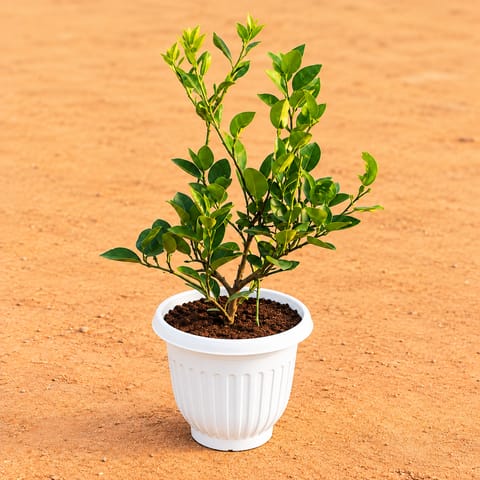 Kagzi Lemon / Nimbu in 8 Inch White Olive Plastic Pot