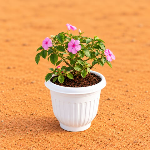 Balsam (Any Colour) in 8 Inch White Olive Plastic Pot