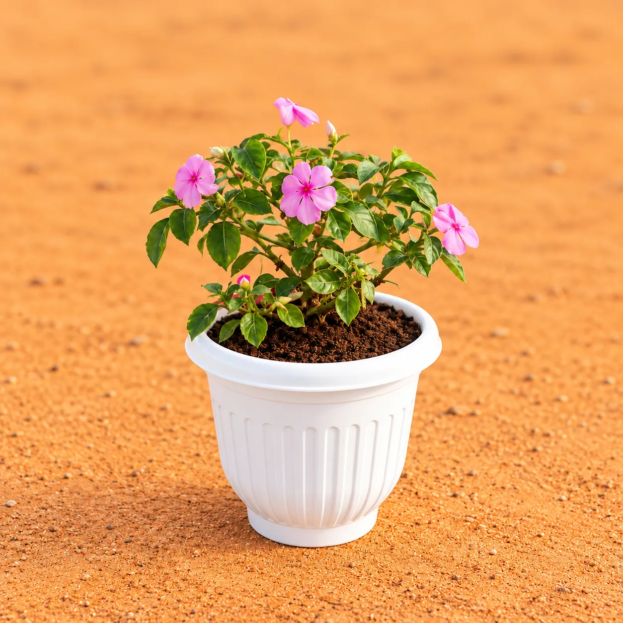 Balsam (Any Colour) in 8 Inch White Olive Plastic Pot