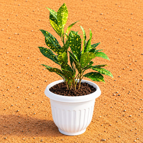 Baby Croton in 8 Inch White Olive Plastic Pot
