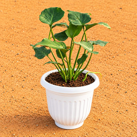 Philodendron Xanadu Green in 8 Inch White Olive Plastic Pot