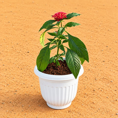 Pentas (Any Colour) in 8 Inch White Olive Plastic Pot