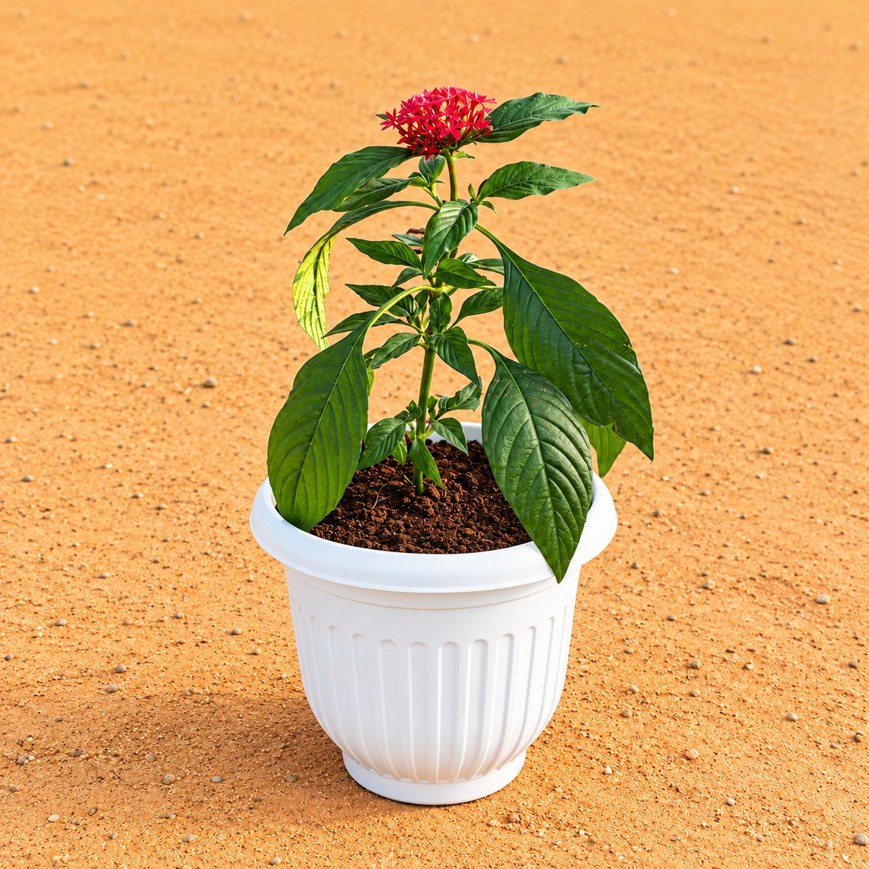 Pentas (Any Colour) in 8 Inch White Olive Plastic Pot