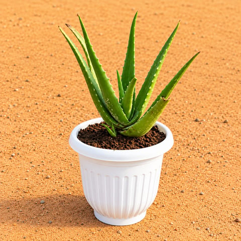 Aloe Vera in 8 Inch White Olive Plastic Pot