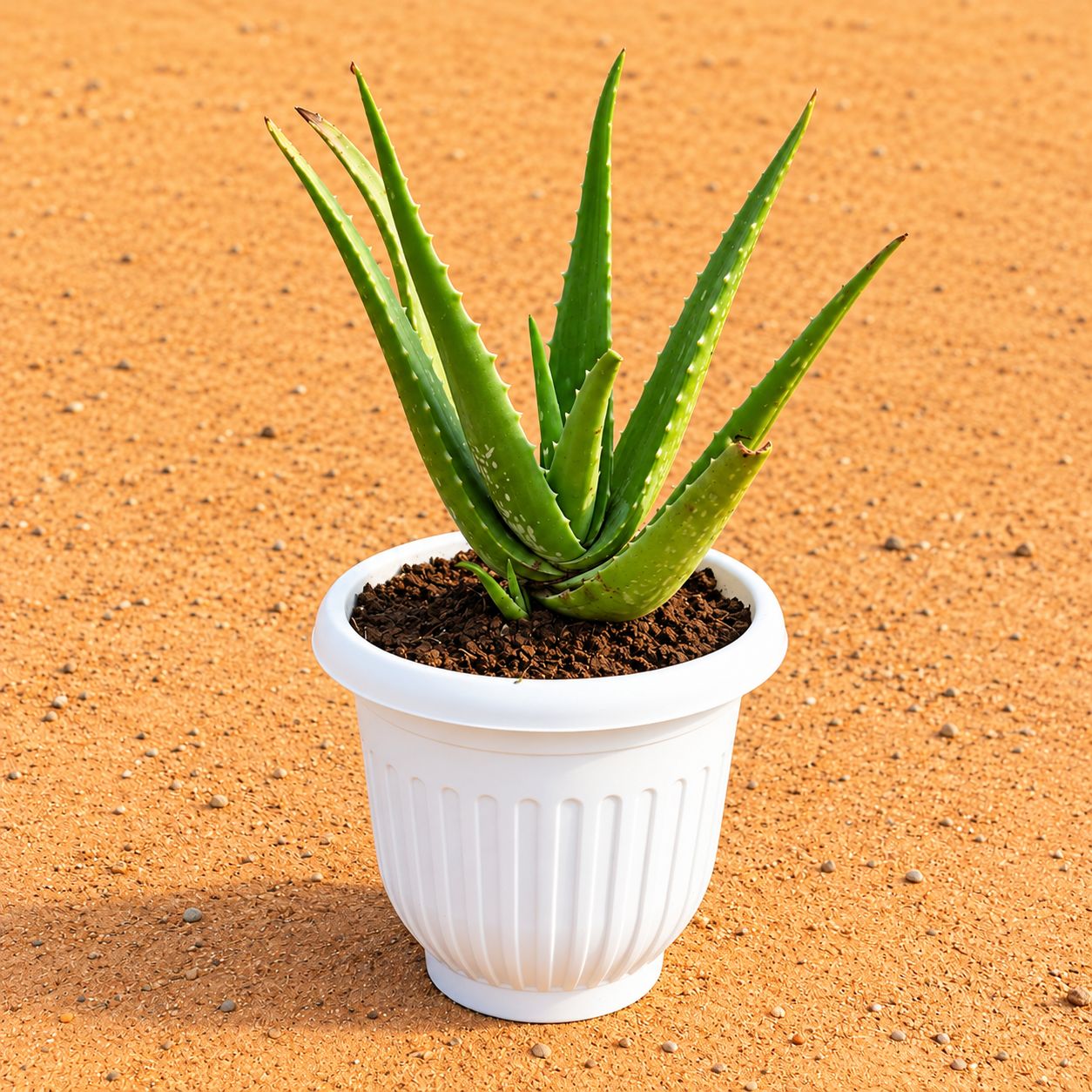 Aloe Vera in 8 Inch White Olive Plastic Pot