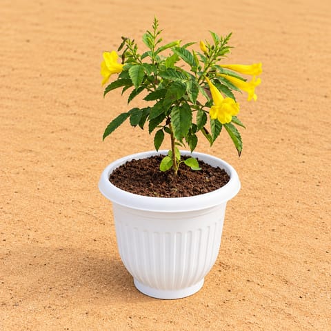 Tecoma Yellow in 8 Inch White Olive Plastic Pot
