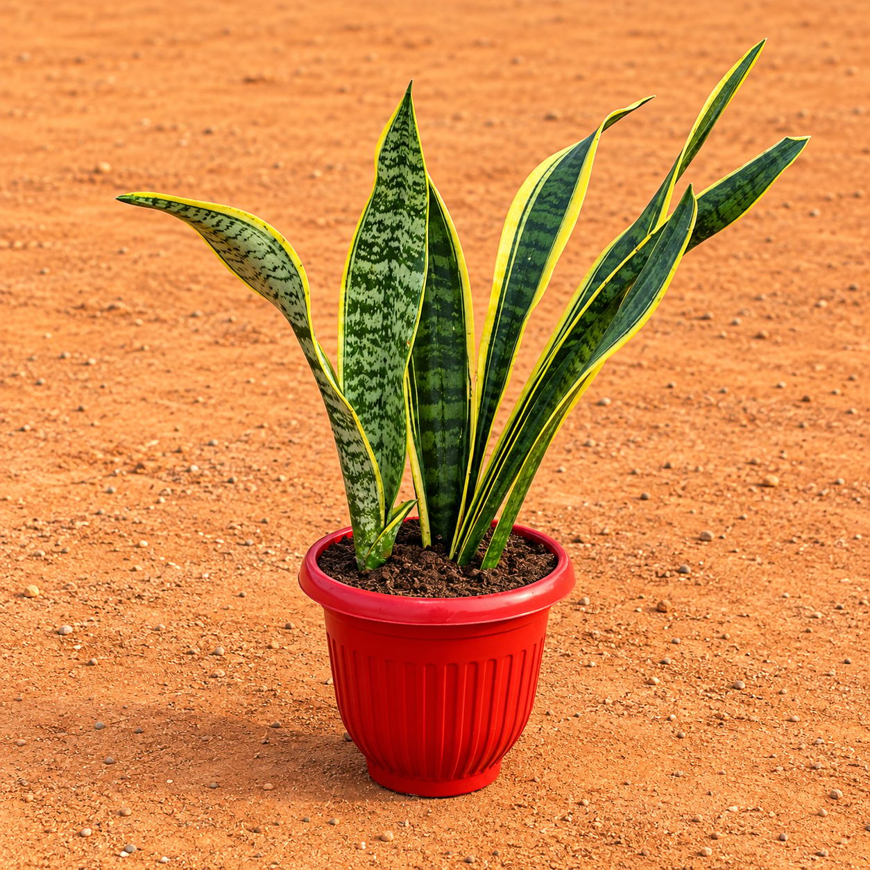 Snake Yellow Long (~1.5 Ft) in 8 Inch Terracotta Red Olive Plastic Pot
