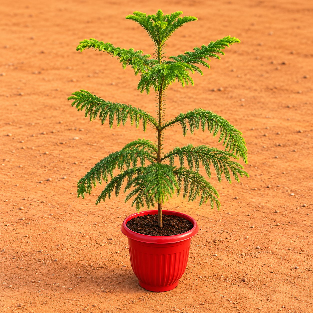 Araucaria / Christmas Tree (~ 3 fT) in 8 Inch Terracotta Red Olive Plastic Pot