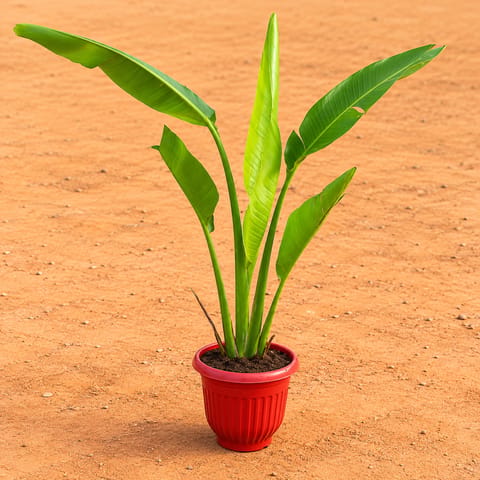 Traveller Palm (~1.5-2 ft) in 8 Inch Terracotta Red Olive Plastic Pot