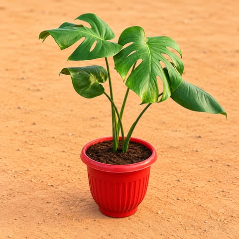 Monstera Deliciosa in 8 Inch Terracotta Red Olive Plastic Pot