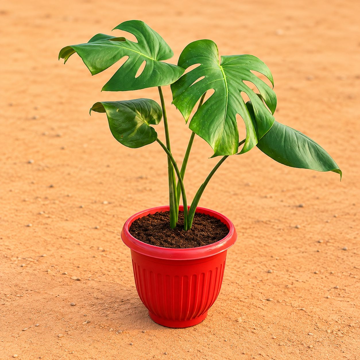 Monstera Deliciosa in 8 Inch Terracotta Red Olive Plastic Pot