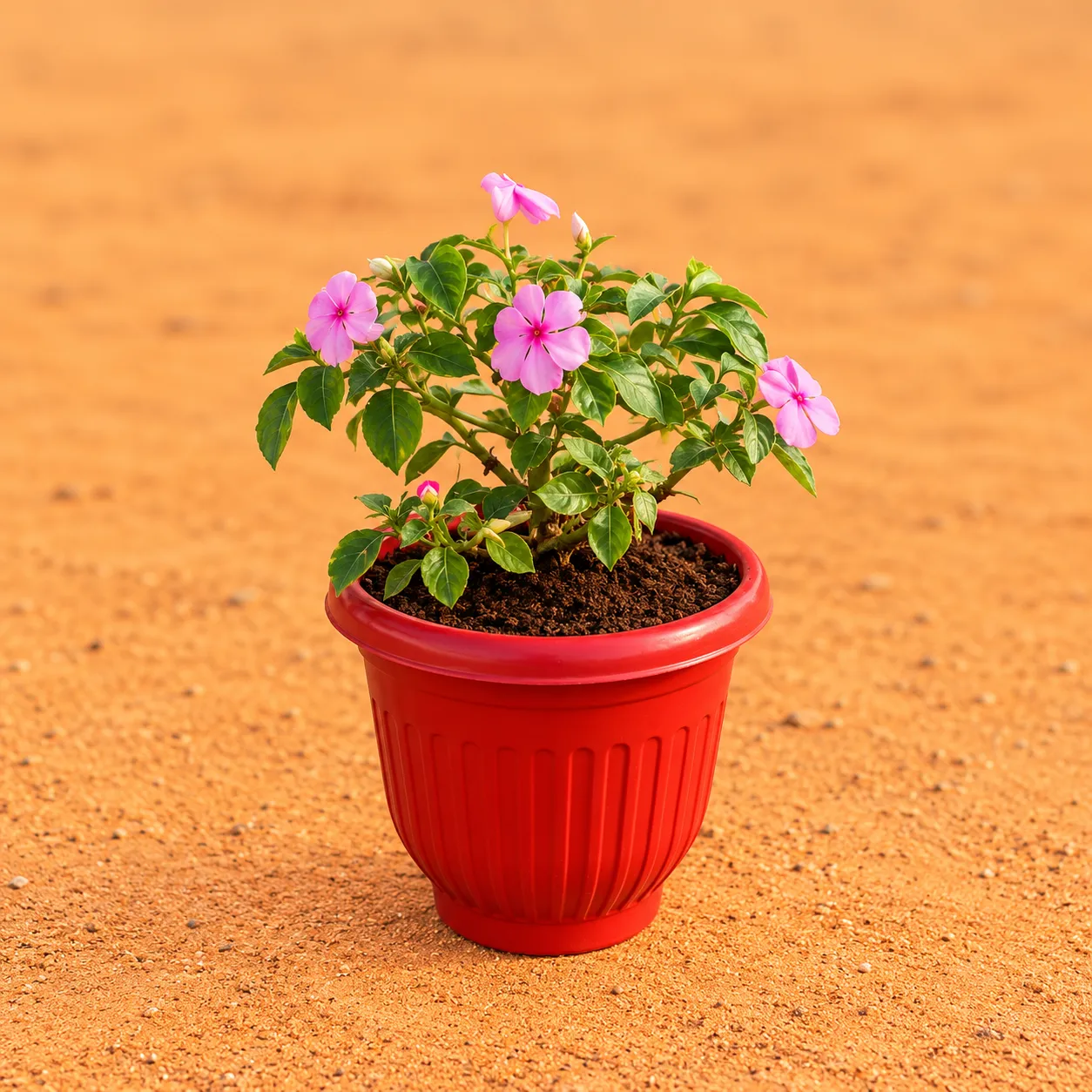 Balsam (Any Colour) in 8 Inch Terracotta Red Olive Plastic Pot