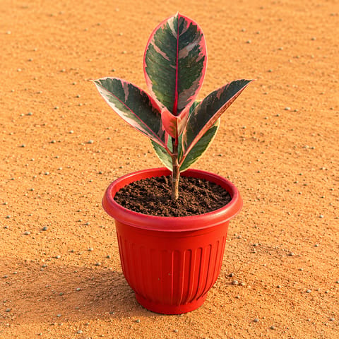 Rubber Pink in 8 Inch Terracotta Red Olive Plastic Pot