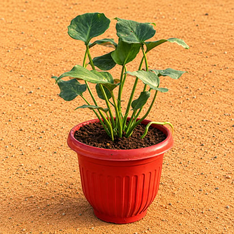 Philodendron Xanadu Green in 8 Inch Terracotta Red Olive Plastic Pot