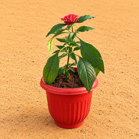 Pentas (Any Colour) in 8 Inch Terracotta Red Olive Plastic Pot