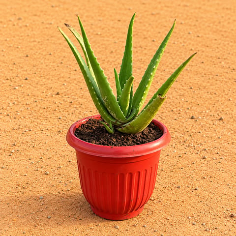 Aloe Vera in 8 Inch Terracotta Red Olive Plastic Pot