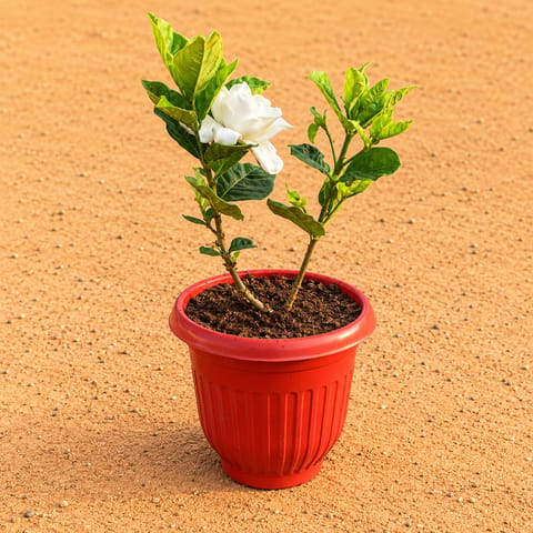 Gardenia / Gandhraaj in 8 Inch Terracotta Red Olive Plastic Pot