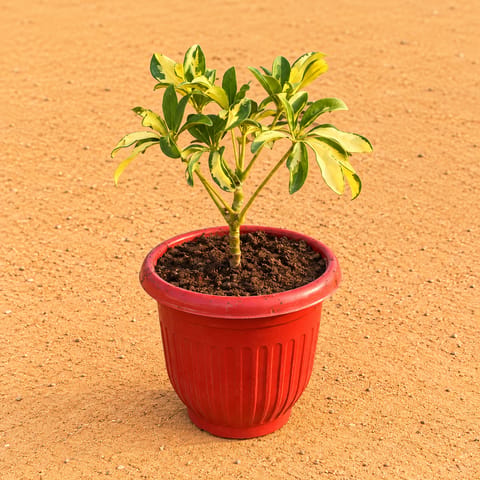 Schefflera Variegated in 8 Inch Terracotta Red Olive Plastic Pot