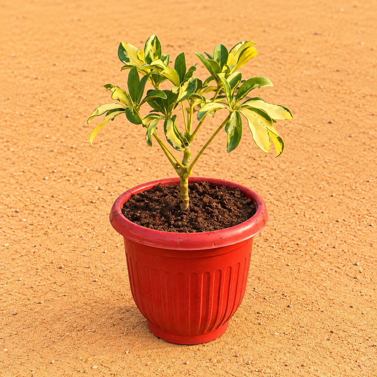 Schefflera Variegated in 8 Inch Terracotta Red Olive Plastic Pot