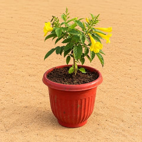 Tecoma Yellow in 8 Inch Terracotta Red Olive Plastic Pot