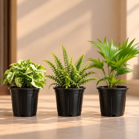 Air Purifying Indoor Plants Combo - Set of 3 - Syngonium Green, Fern & China Palm in 8 Inch Red Classy Plastic Pot